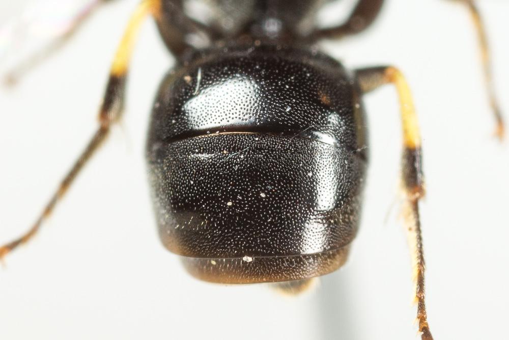 Hylaeus annularis (Kirby, 1802)