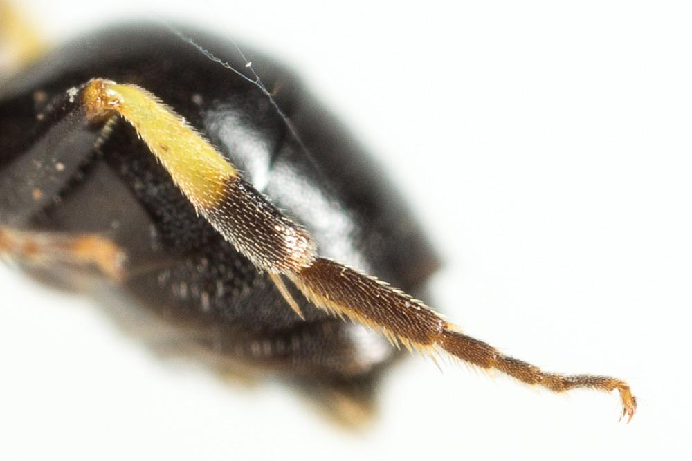 Hylaeus annularis (Kirby, 1802)