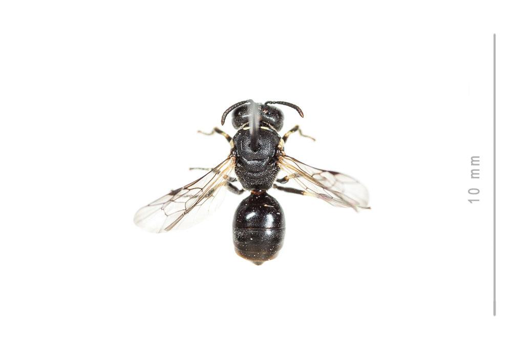 Hylaeus dilatatus (Kirby, 1802)