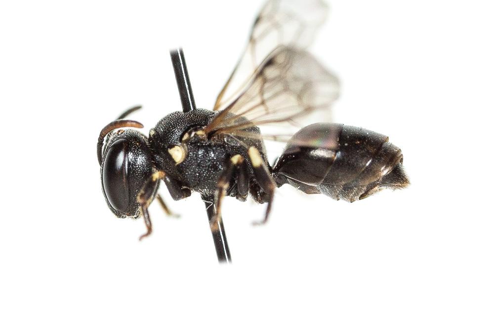 Hylaeus dilatatus (Kirby, 1802)