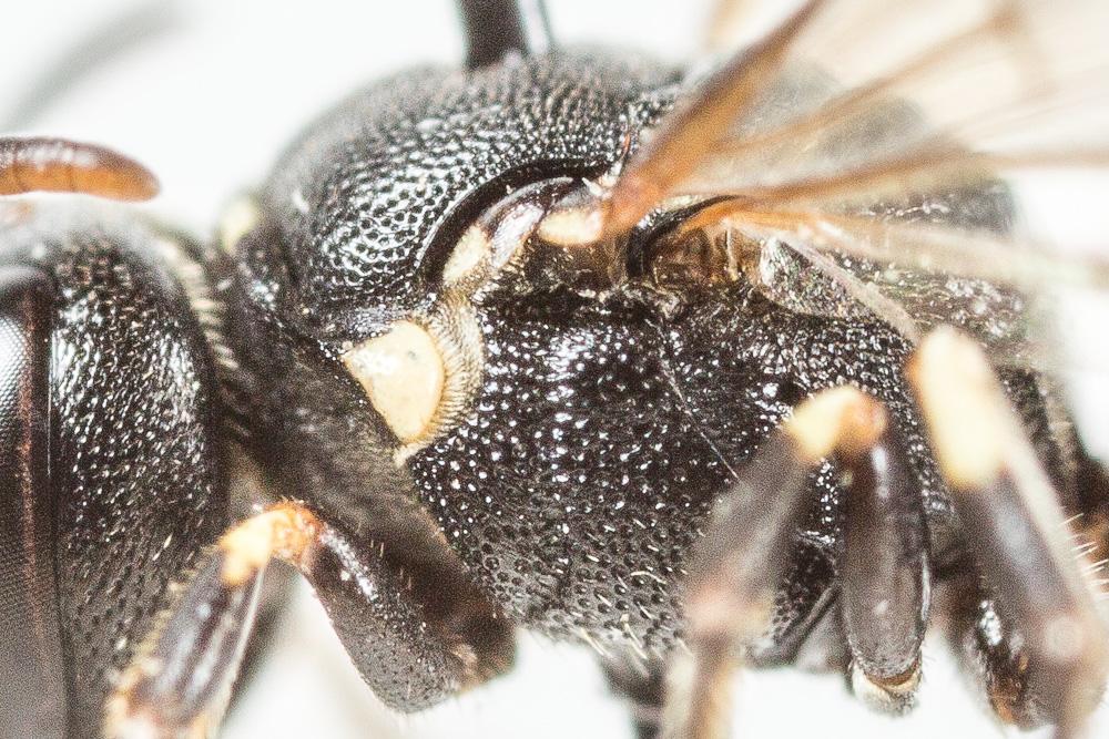  Hylaeus dilatatus (Kirby, 1802)