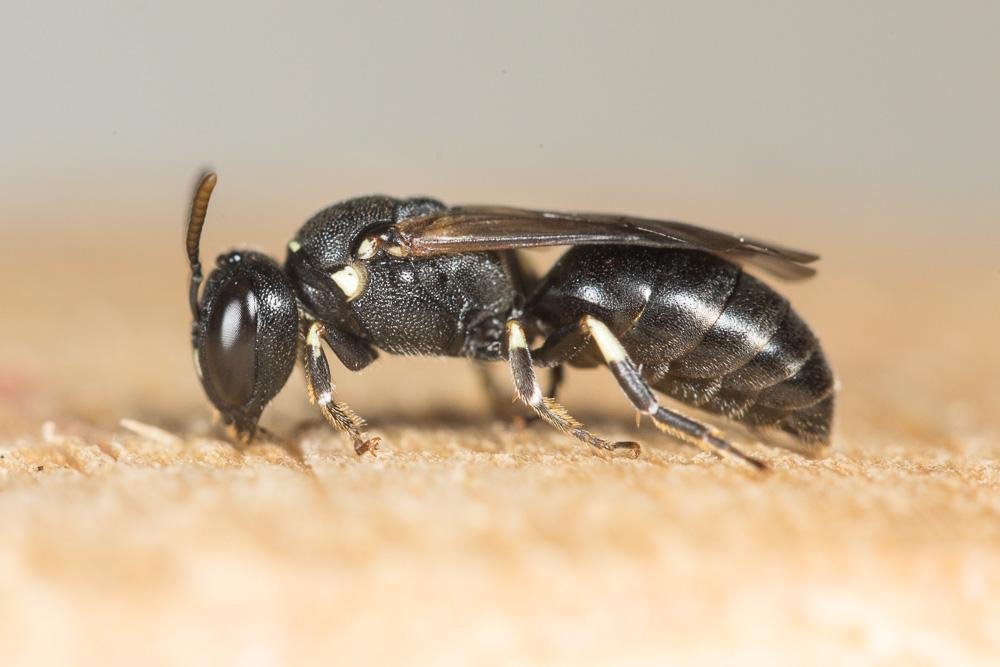 Hylaeus dilatatus (Kirby, 1802)