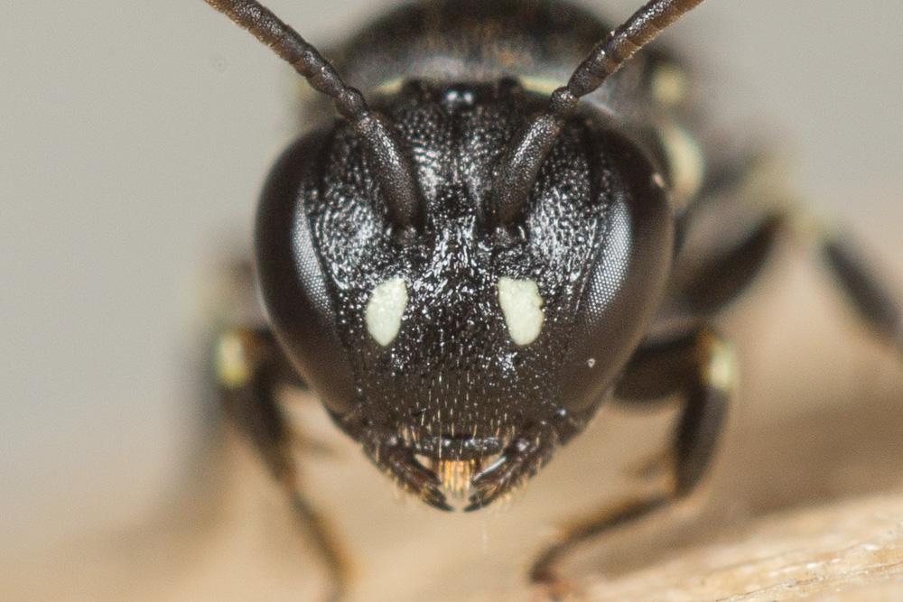  Hylaeus dilatatus (Kirby, 1802)