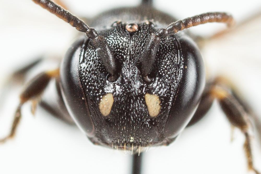 Hylaeus dilatatus (Kirby, 1802)