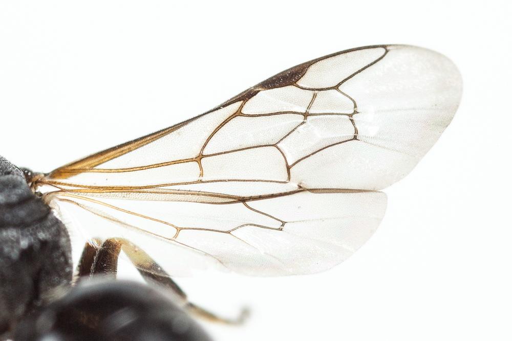 Hylaeus dilatatus (Kirby, 1802)