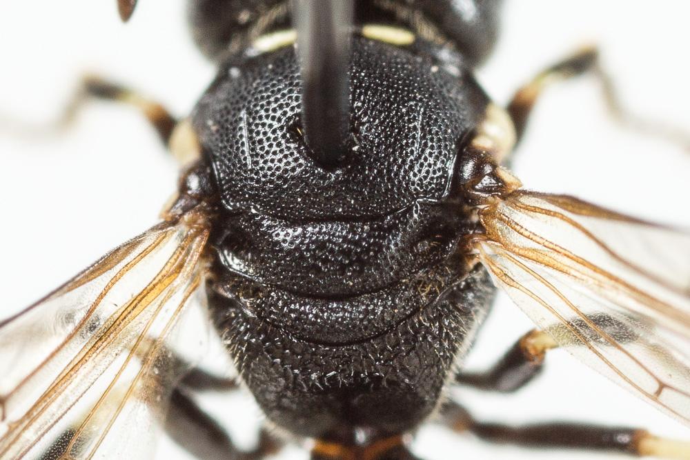  Hylaeus dilatatus (Kirby, 1802)