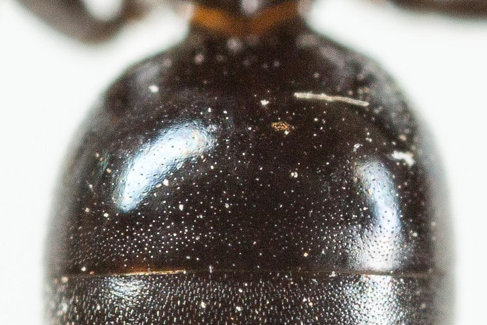 Hylaeus dilatatus (Kirby, 1802)