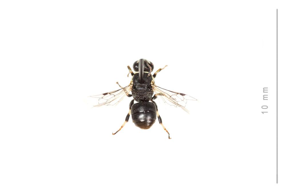 Hylaeus lineolatus (Schenck, 1861)