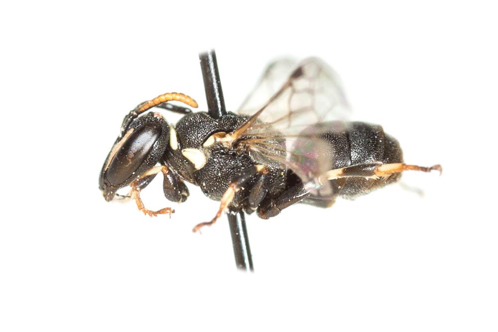 Hylaeus lineolatus (Schenck, 1861)