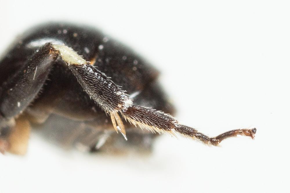 Hylaeus lineolatus (Schenck, 1861)