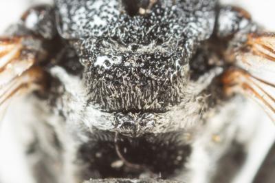  Ammobates punctatus (Fabricius, 1804)