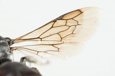  Ammobates punctatus (Fabricius, 1804)