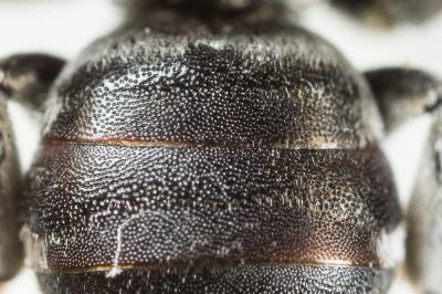  Ammobates punctatus (Fabricius, 1804)