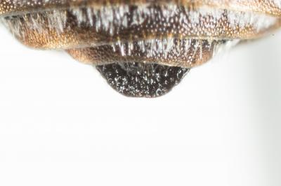  Ammobates punctatus (Fabricius, 1804)