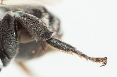  Ammobates punctatus (Fabricius, 1804)