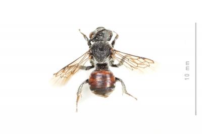 Ammobates punctatus (Fabricius, 1804)