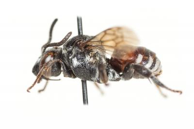 Ammobates punctatus (Fabricius, 1804)