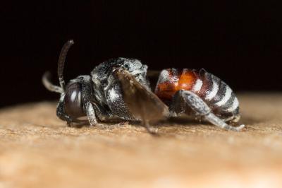  Ammobates punctatus (Fabricius, 1804)