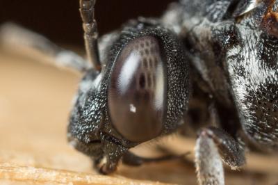  Ammobates punctatus (Fabricius, 1804)