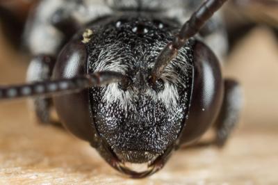  Ammobates punctatus (Fabricius, 1804)