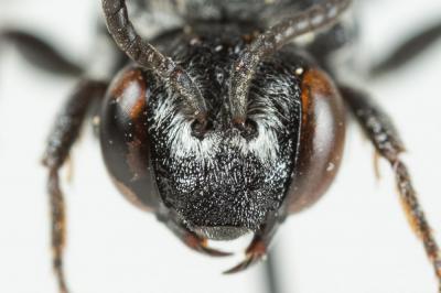  Ammobates punctatus (Fabricius, 1804)
