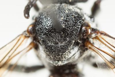  Ammobates punctatus (Fabricius, 1804)