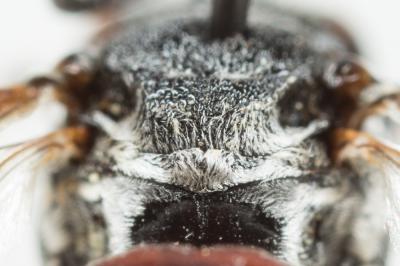  Ammobates punctatus (Fabricius, 1804)