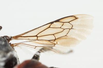  Ammobates punctatus (Fabricius, 1804)