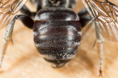 Ammobates punctatus (Fabricius, 1804)