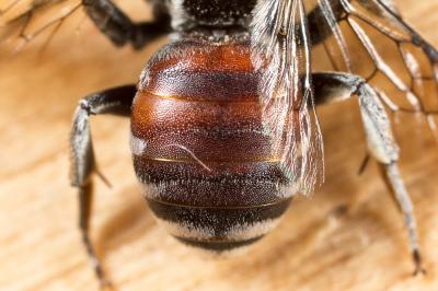 Ammobates punctatus (Fabricius, 1804)