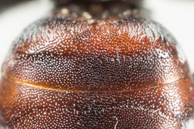  Ammobates punctatus (Fabricius, 1804)