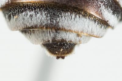  Ammobates punctatus (Fabricius, 1804)