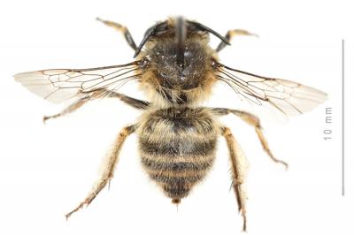 Anthophore de la sauge Anthophora salviae (Panzer, 1804)
