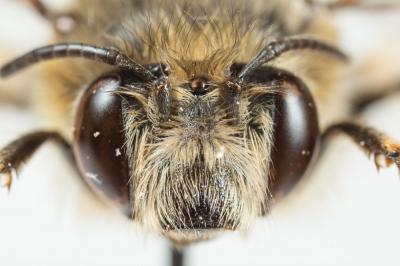 Anthophore de la sauge Anthophora salviae (Panzer, 1804)