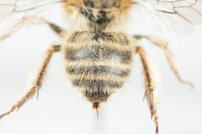Anthophore de la sauge Anthophora salviae (Panzer, 1804)
