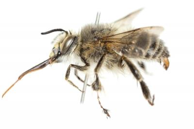 Anthophore de la sauge Anthophora salviae (Panzer, 1804)