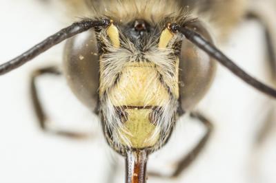 Anthophore de la sauge Anthophora salviae (Panzer, 1804)
