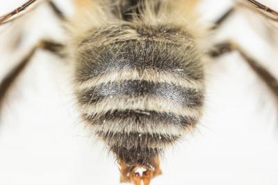 Anthophore de la sauge Anthophora salviae (Panzer, 1804)