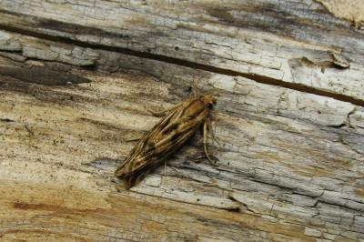  Pelochrista infidana (Hübner, 1824)