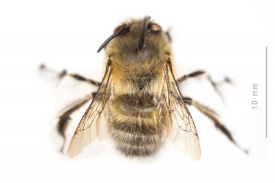 Anthophore commune, Anthophore plumeuse, Anthophor Anthophora plumipes (Pallas, 1772)