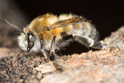 Anthophore commune, Anthophore plumeuse, Anthophor Anthophora plumipes (Pallas, 1772)