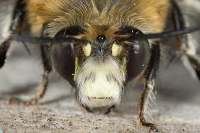 Anthophore commune, Anthophore plumeuse, Anthophor Anthophora plumipes (Pallas, 1772)