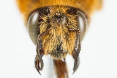 Anthophore à bandelettes Anthophora nigrovittata Dours, 1869