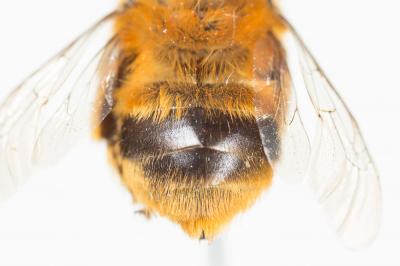 Anthophore à bandelettes Anthophora nigrovittata Dours, 1869