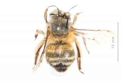 Petite anthophore biciliée Anthophora mucida Gribodo, 1873