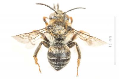 Anthophore à pattes oranges Anthophora larvata Giraud, 1863