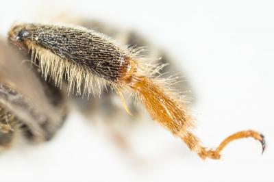 Anthophore à pattes oranges Anthophora larvata Giraud, 1863