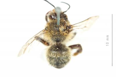 Anthophore fourchue Anthophora furcata (Panzer, 1798)