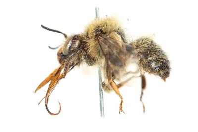 Anthophore fourchue Anthophora furcata (Panzer, 1798)