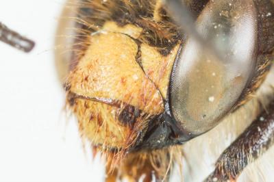 Anthophore fourchue Anthophora furcata (Panzer, 1798)